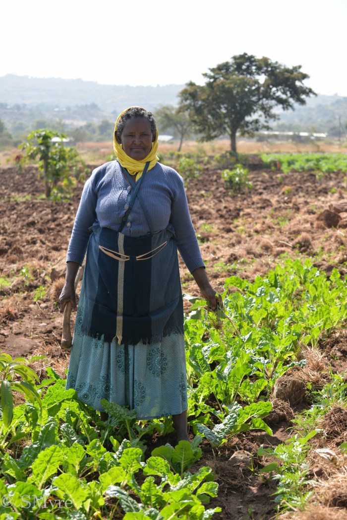 Geti travaille dans les champs d'Awra Amba 1-19